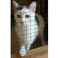 Huckley, Europäische Kurzhaarkatze - Kater
