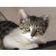 Hübsche Daria!! 10 Wochen  - Katze