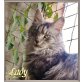 Hübsche Maine Coon kastratin abzugeben., Maine Coon - Katze