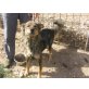 Hübsche Mischlingshündin vom Tierschutz, Mischlingshündin - Hündin
