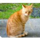 Hübsche Petzi - kastriert, geimpft, entwurmt! - Katze