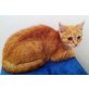 Hübscher Gismo (ca. 16 Wochen)  - Kater