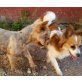 Hübscher Golfo wünscht sich ein Kuschelkörbch Welpen - Rüde