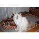 Hümér, Heilige Birma - Kater