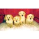 Hündin & Rüden, Golden Retriever Welpen - Rüde