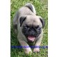 Hündin + Rüden, Mops Welpen - Hündin