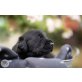 Hündin-schwarz, Labrador Retriever Welpen - Hündin