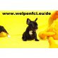 Hündin und Rüde, Französische Buldogge Welpen - Hündin