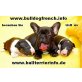 Hündin und Rüde, Französische Bulldogge Welpen - Rüde