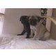 Hündin und Rüde, Mops Welpen - Hündin