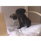 Hündin und Rüde, Mops Welpen - Rüde