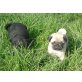 Hündin und Rüde, Mops Welpen - Rüde