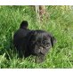 Hündin und Rüde, Mops Welpen - Rüde