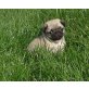 Hündin und Rüde, Mops Welpen - Rüde