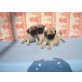 Hündin und Rüde, Mops Welpen - Rüde