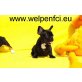 Hündin und Rüden, Französische Buldogge Welpen - Hündin