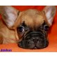 Hündin und Rüden, Französische Bulldogge Welpen - Hündin