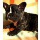 Hündin und Rüden, Französische Bulldogge Welpen - Hündin