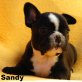 Hündin und Rüden, Französische Bulldogge Welpen - Rüde