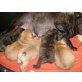 Hündinen und Rüden, Französische Bulldogge Welpen - Rüde