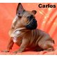 Hündinen und Rüden, Französische Bulldogge mit Stammbaum Welpen - Rüde