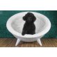 Hündinnen, Goldendoodle Welpen - Hündin