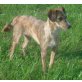 Hütehund-Mix - Hündin