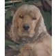Hugo 3, Cockerspaniel - Rüde