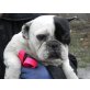 Hugo 5, französische Bulldogge - Rüde