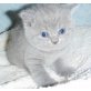Hugo Boss, Britisch Kurzhaarkatze - Kater