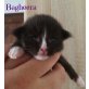Hugo Boss, Maine Coon - Kater