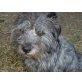 Hugo, Cairn Terrier Mix - Rüde