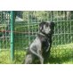 Hugo, Flat coated Retriever-Mix - Rüde