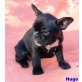 Hugo, Französische Bulldogge Welpen - Rüde