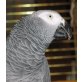 Hugo, Graupapagei
