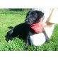 Hugo, Labrador-Dackel-Mix - Rüde