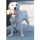 Hugo,  Labrador Retriever-Mix - Rüde