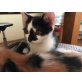 Hugo, Süßer Babykater abzugeben - Kater