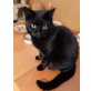 Hugo, TSV SOS Katze - Kater