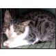 Hugo,  Tierschutz-NOTFALL - WER HAT EIN HERZ für Ei - Kater