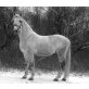 Hugo, Ungarisches Sportpferd - Wallach
