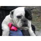 Hugo, französische Bulldogge - Rüde