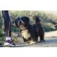 Hugo, lieber Familienhund - Rüde