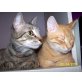 Hugo  neugieriger Kater , Europäische Kurzhaarkatze - Kater