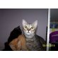 Hugo  neugieriger Kater , Europäische Kurzhaarkatze - Kater