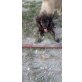 Hugo, sucht ein Körbchen - Rüde