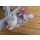 Hugo und Simba, Silver Perser - Kater