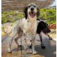 Hugo, wunderschöner junger English Setter! - Rüde