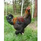 Huhn Mix - männlich