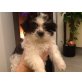 Hulk, Shih Tzu Welpen - Rüde